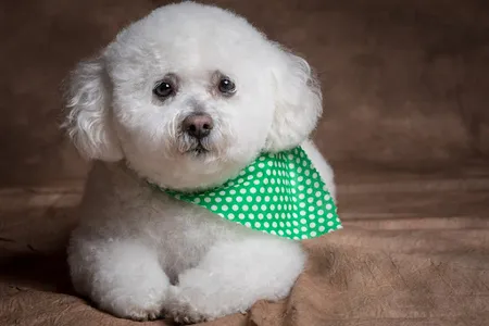 Bichon frise Dog Wallpapers screenshot 0