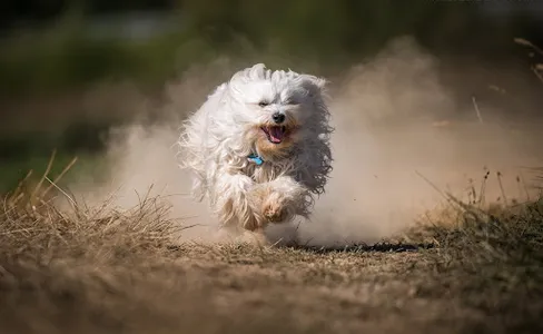 Bichon frise Dog Wallpapers screenshot 2