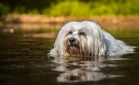 Bichon frise Dog Wallpapers screenshot 3