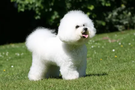 Bichon frise Dog Wallpapers screenshot 4