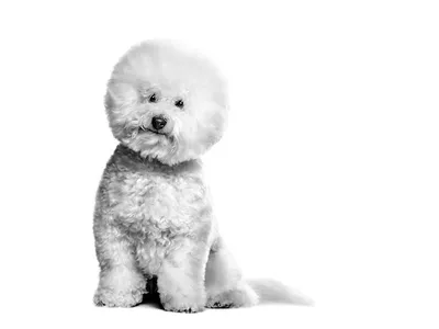 Bichon frise Dog Wallpapers screenshot 5