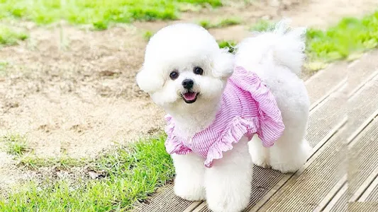 Bichon frise Dog Wallpapers screenshot 7