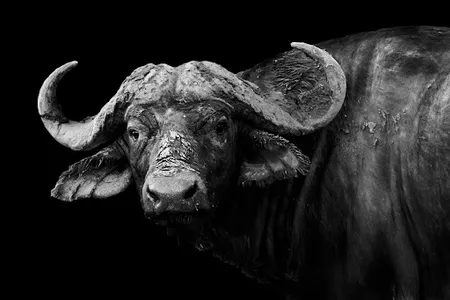 Buffalo Wallpapers screenshot 7