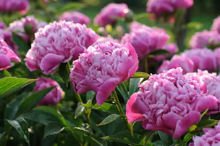 Peony Wallpapers screenshot 0
