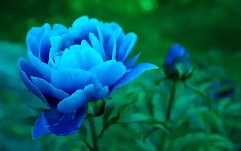 Peony Wallpapers screenshot 5