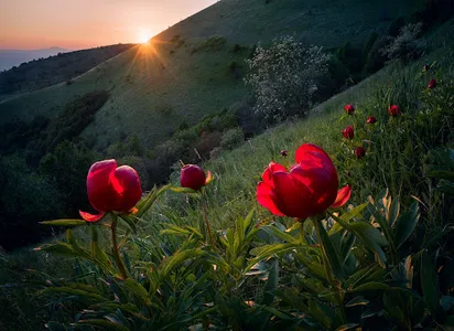 Peony Wallpapers screenshot 6