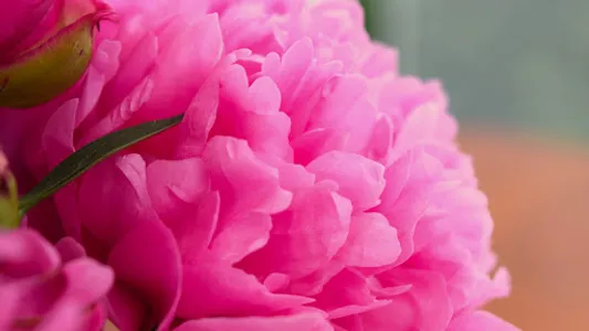 Peony Wallpapers screenshot 7