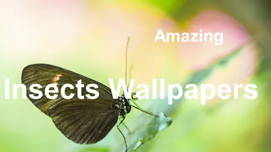 Stunning Insects Wallpapers +  screenshot 2