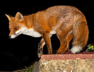 Fox Wallpapers 2021 screenshot 2