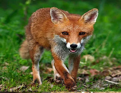 Fox Wallpapers 2021 screenshot 3