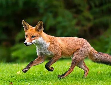 Fox Wallpapers 2021 screenshot 4
