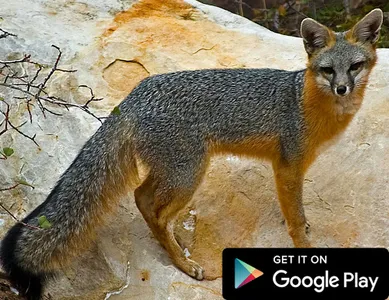 Wallpapers For Fox 2k21 screenshot 1