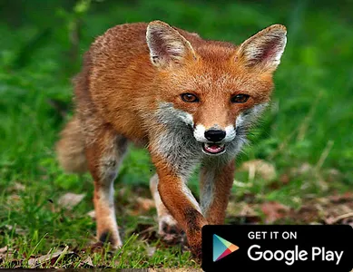 Wallpapers For Fox 2k21 screenshot 3