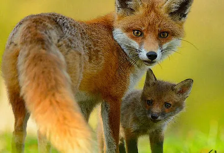 Cute wallpaper fox hd screenshot 0