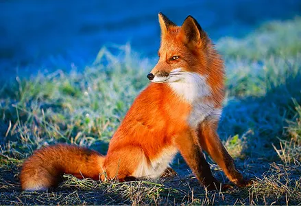 Cute wallpaper fox hd screenshot 1