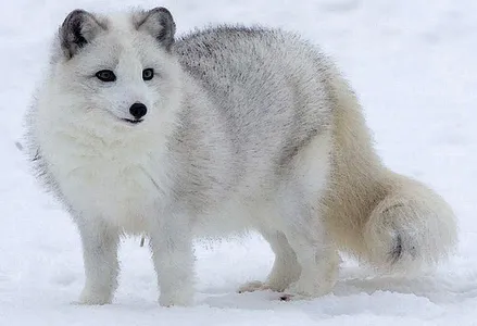 Cute wallpaper fox hd screenshot 2
