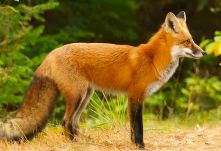 Cute wallpaper fox hd screenshot 3