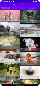 Dogs Wallpaper Backgrounds screenshot 7