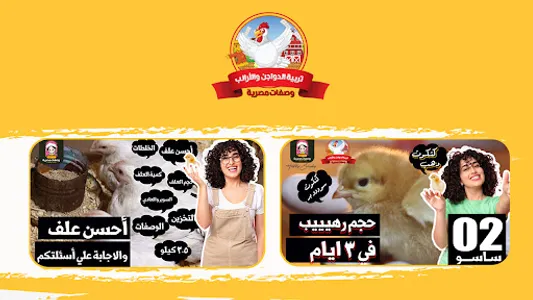 تربية الفراخ في المنزل screenshot 3