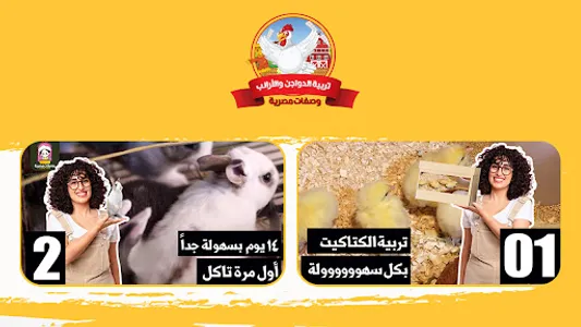تربية الفراخ في المنزل screenshot 5