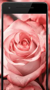 Flower Wallpapers: Rosely 2 screenshot 2