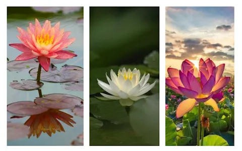 Water Lily Wallpaper screenshot 1