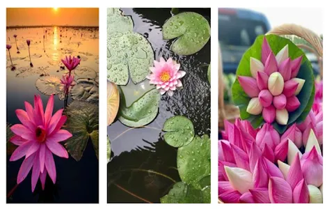 Water Lily Wallpaper screenshot 2