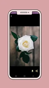 White rose wallpaper screenshot 0