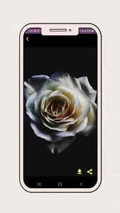 White rose wallpaper screenshot 2