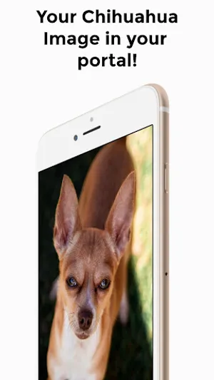 Chihuahua 4K HD Wallpapers screenshot 0