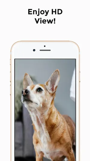 Chihuahua 4K HD Wallpapers screenshot 1
