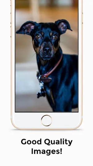 Chihuahua 4K HD Wallpapers screenshot 2