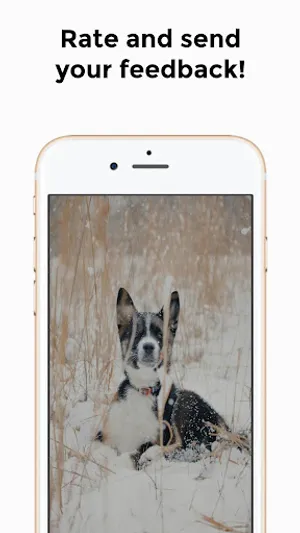Chihuahua 4K HD Wallpapers screenshot 3