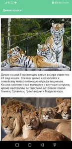 Дикие кошки screenshot 0