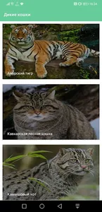 Дикие кошки screenshot 1