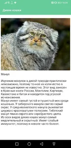 Дикие кошки screenshot 2