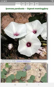 Alabama Wildflowers screenshot 10