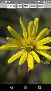 Alabama Wildflowers screenshot 2