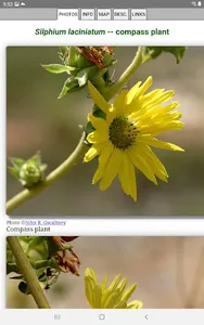 Oklahoma Wildflowers screenshot 11