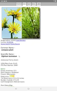 Oklahoma Wildflowers screenshot 12
