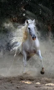 500 Amazing Horse Pictures HD screenshot 0