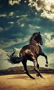 500 Amazing Horse Pictures HD screenshot 2