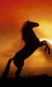 500 Amazing Horse Pictures HD screenshot 4