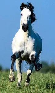500 Amazing Horse Pictures HD screenshot 5