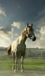 500 Amazing Horse Pictures HD screenshot 6