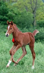 500 Amazing Horse Pictures HD screenshot 7