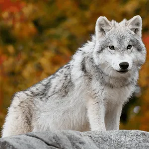 Wolf Jigsaw Puzzle Games screenshot 12