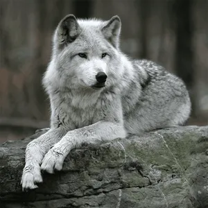 Wolf Jigsaw Puzzle Games screenshot 5