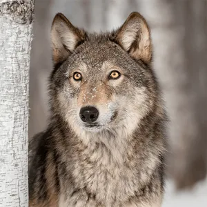 Wolf Jigsaw Puzzle Games screenshot 9