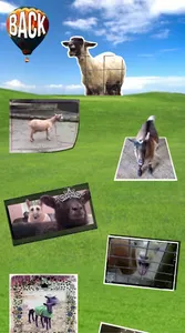 Screaming Goats Field screenshot 2